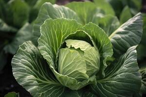 Kohl wachsend im ein städtisch Garten. Kohl Blätter und Kopf schließen hoch. generativ ai foto