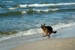 Deutsche Schäfer auf das Strand foto