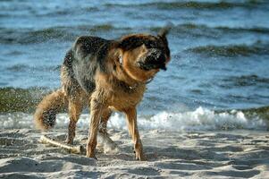 Deutsche Schäfer auf das Strand foto