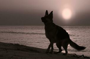 Deutsche Schäfer auf das Strand Sonnenuntergang foto