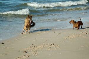 Deutsche Schäfer und Dackel auf das Strand foto