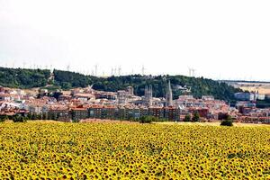 ein Feld von Sonnenblumen im Vorderseite von ein Stadt, Dorf foto