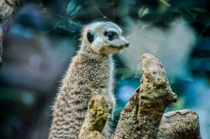 ein Erdmännchen ist Stehen auf ein Baum Ast foto