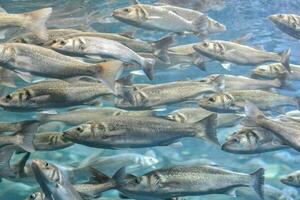 schön unter Wasser Aussicht mit Fisch foto