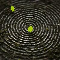 konzeptionelle Bild von ein Spiral- auf das Boden mit Grün Blätter. ai generativ foto