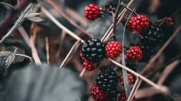 reif Brombeeren auf ein Brombeere Busch foto