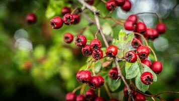 Makro Nahansicht von reif Weißdorn Beeren im Herbst foto