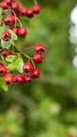 Makro Nahansicht von reif Weißdorn Beeren im Herbst foto