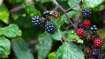 reif Brombeeren auf ein Brombeere Busch foto