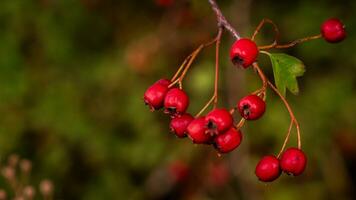 Makro Nahansicht von reif Weißdorn Beeren im Herbst foto