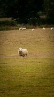 Herde von wollig Schaf auf ein Landschaft Bauernhof foto