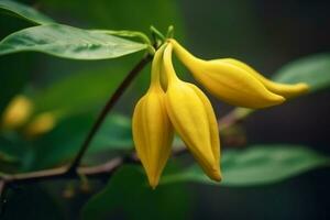 Ylang Ylang oder Cananga Odorata Blume auf Natur Hintergrund ai generiert foto