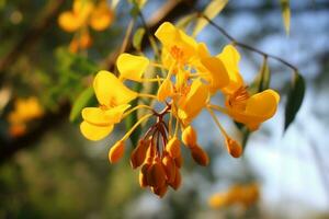 Cassia Blume auf Natur ai generiert foto