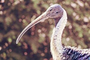 Zoo Vögel Natur Fauna Schnabel ibis australisch Stift foto