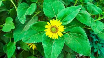 am hübschesten Sonnenblumen Feld , Nahansicht von Sonnenblume auf Bauernhof. ländlich Landschaft.Sonnenblumen im das Garten, Blumen Bild, gelb Blumen, groß Gelb hell Sonnenblume wachsend im das Garten Schuss Nahansicht foto