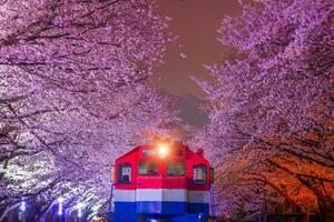 Kirsche blühen im Frühling ist das Beliebt Kirsche blühen Anzeigen Stelle, jinhae Süd Korea. foto