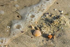 Luftblasen und Schaum von ein Welle beim das Strand mit Muscheln und Korallen foto