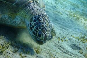 Habichtschnabel Schildkröte Essen Seegras beim das Unterseite von das Meer im Ägypten Porträt foto