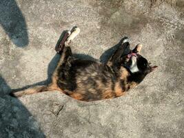 Porträt von ein Katze Sonnenbaden auf das Straße foto