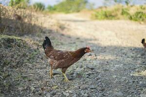 Nahansicht von ein Henne im ein Hof Gallus Gallus Domesticus foto