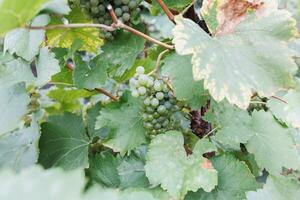 reif Weiß Trauben im Weinberg. Herbst, sonnig Tag, Ernte Zeit. selektiv Fokus, Kopieren Raum. Weinanbau Konzept foto