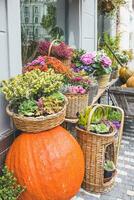 Kürbis im Vorderseite von das Blume Geschäft. Halloween und das Erntedankfest Herbst Dekoration foto