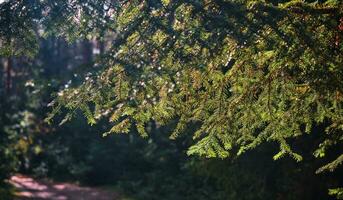 Tanne Ast im das Strahlen von das steigend Sonne im das Wald, Hintergrund mit Kopieren Raum foto