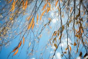 Weide Ast im Herbst Park, Gelb oben von Baum Laub, Blau Himmel Hintergrund foto
