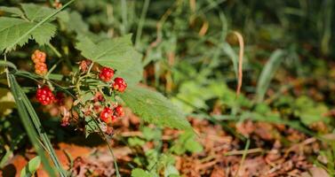 wild Beeren, Nahaufnahme, Geschenke von Natur, Wiederherstellung von Gesundheit und Entspannung im das Wald foto