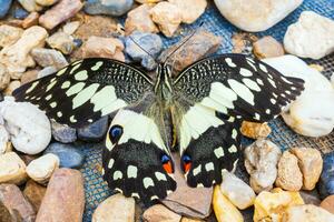 schließen oben von Gelb Schmetterling foto