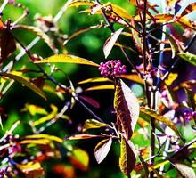 Callicarpa japonica oder japanisch Beautyberry Ast mit Blätter und groß Cluster lila Beeren schließen hoch. foto