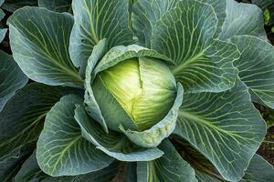 ein reif Kopf von Weiß Kohl im das Garten. foto