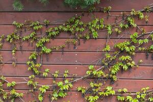 Grün frisch Blätter von Boston Efeu oder Parthenocissus tricuspidata und alt Beeren auf hölzern Zaun, Mauer oder Gebäude. Frühling Hintergrund foto