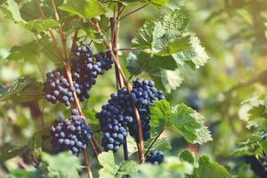 reif Blau Trauben im Weinberg. Herbst, sonnig Tag, Ernte Zeit. selektiv Fokus, Kopieren Raum. Weinanbau Konzept foto