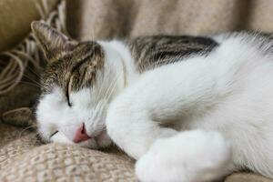 süß jung inländisch Katze schläft entspannt und glücklich auf Sanft gemütlich werfen auf Bett. glücklich entspannt oder faul Schlafen Katzen Konzept. schließen hoch, selektiv Fokus, Kopieren Raum foto