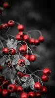 Makro Nahansicht von reif Weißdorn Beeren im Herbst foto