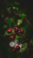 Makro Nahansicht von reif Weißdorn Beeren im Herbst foto