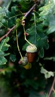 detailliert Makro Schuss von europäisch Eiche Blatt und Eichel foto