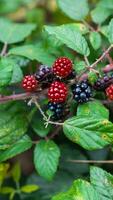 reif Brombeeren auf ein Brombeere Busch foto