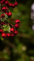 Makro Nahansicht von reif Weißdorn Beeren im Herbst foto