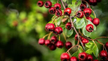 Makro Nahansicht von reif Weißdorn Beeren im Herbst foto