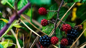 reif Brombeeren auf ein Brombeere Busch foto