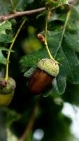 detailliert Makro Schuss von europäisch Eiche Blatt und Eichel foto