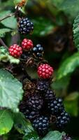 reif Brombeeren auf ein Brombeere Busch foto