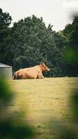 ländlich Wiese Weiden lassen braun das Vieh im Grün Weide foto