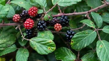 reif Brombeeren auf ein Brombeere Busch foto