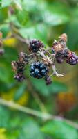 reif Brombeeren auf ein Brombeere Busch foto