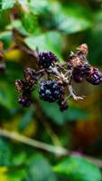 reif Brombeeren auf ein Brombeere Busch foto