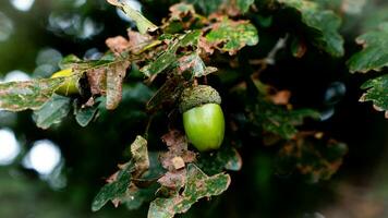 detailliert Makro Schuss von europäisch Eiche Blatt und Eichel foto