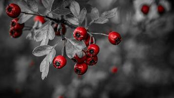 Makro Nahansicht von reif Weißdorn Beeren im Herbst foto